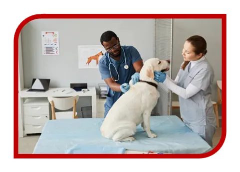 Desenvolvimento de Sites para Clínica Veterinária