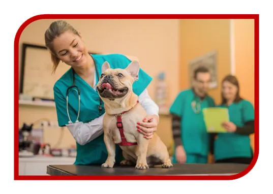 Desenvolvimento de Sites para Veterinário